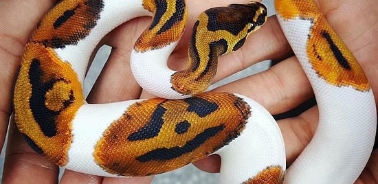 У этого редкого питона окрас в виде Светильника Джека!