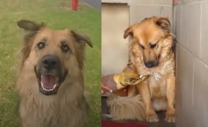 Haklı Sebeplerden Dolayı İnsanlardan Aşırı Korkan Köpeğin Zaman İçinde Yaşadığı Büyük Değişim