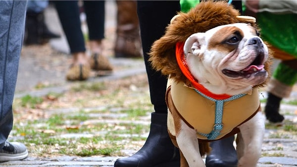 3. Если бы у вас был костюм на Хэллоуин, каким бы он был?