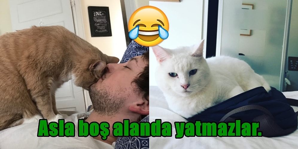 Sevimli Oldukları Kadar Yaramazlar! Minik Dostlarımızın Kafa Yedirten Cinsten 21 Huyu