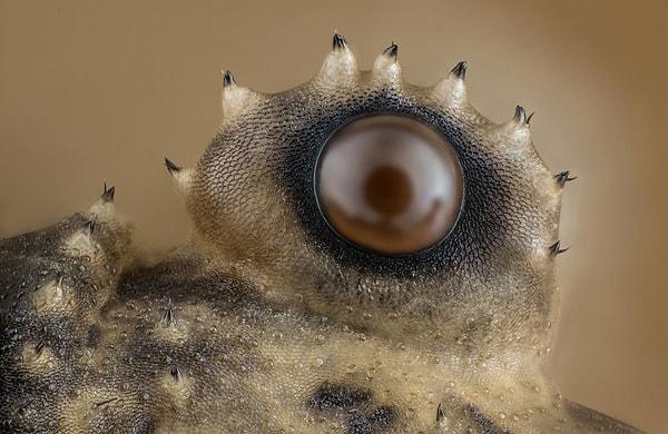 19. Opiliones (uzun bacaklı örümcek) gözü, Washington