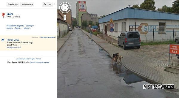 11. Страсть одолела собак прямо на дороге в Польше :)