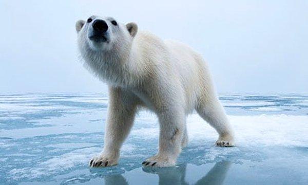 Kutup ayılarının trajik kusurları meraklarıdır. Zekalarının getirdiği bir yan ürün olan bu merak yüzünden, kendilerini daima ölümcül tehlikeye atarlar.