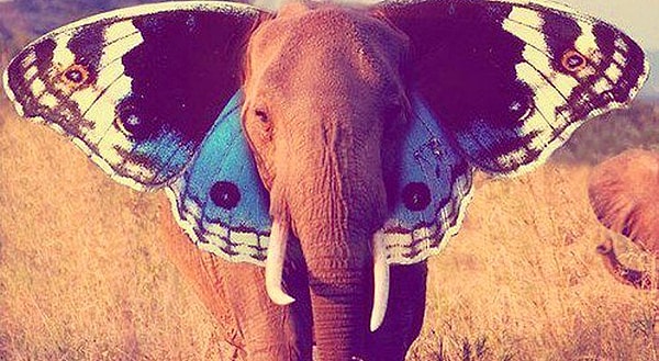 7. Какое животное вы увидели первым?