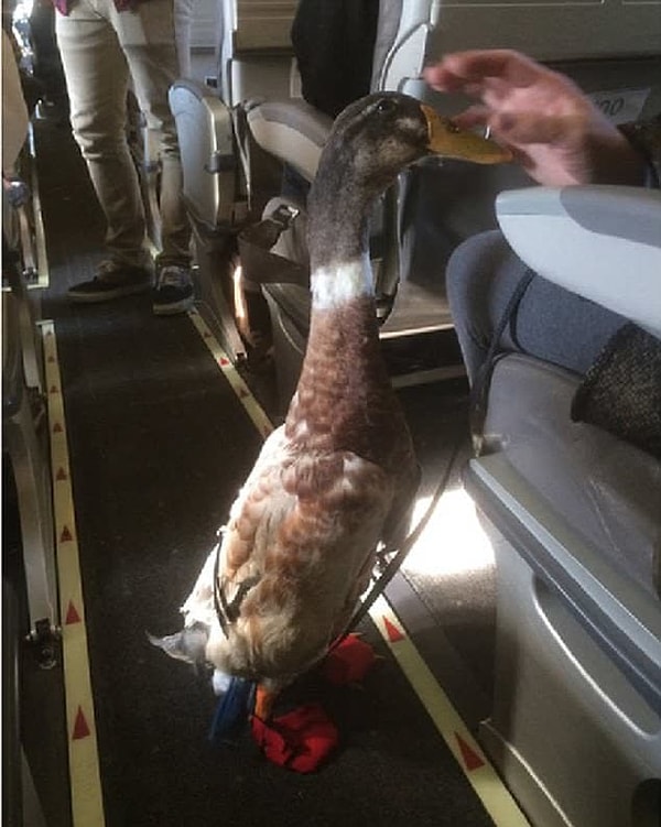 2. А вот и ещё птичка!