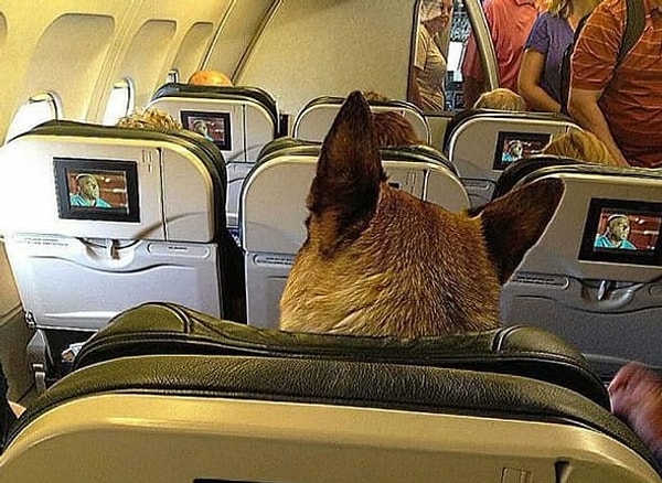 8. "Не мешайте, я телик смотрю!"