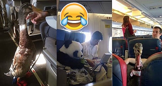 Вы точно надорвёте животы от смеха, увидев эти 15 фото, сделанных на борту самолёта
