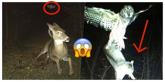 Biri Bizi Gözetliyor! Vahşi Yaşam Alanlarından Gizli Kameralarla Elde Edilen 23 Absürt Görüntü