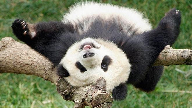 Durdukları Yerde Durmayan Pandaların İnsanın Yüzünde Gülücükler Açmasını Sağlayan Düşme Görüntüleri