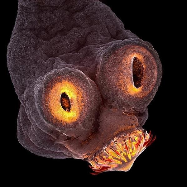 1. Bir bağırsak solucanının kafasına mikroskobik bakış.