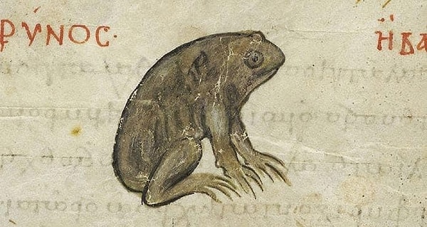 10. Одним из способов избавления от обильных месячных было сжигание жабы и ношение ее праха в мешочке на талии