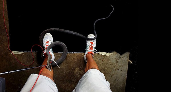 Одной из змей, которых он выбрал для книги, была смертельная черная мамба. Эти змеи обитают в Африке. Они очень агрессивны и ядовиты.