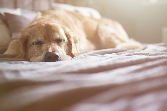 Mahkeme 'Ailenin Bir Ferdi' Dedi: İtalya'da Hasta Köpeğine Bakmak İsteyen Kadına Ücretli İzin