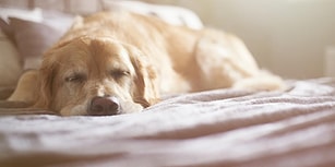 Mahkeme 'Ailenin Bir Ferdi' Dedi: İtalya'da Hasta Köpeğine Bakmak İsteyen Kadına Ücretli İzin