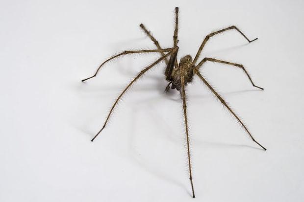 evdeki örümcek türleri