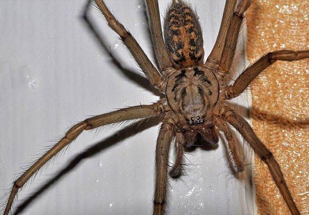 Bu örümcekler 7.5 cm boyuna ulaşıyorlar ve renkleri koyu turuncu-kahverengi arası. Bu yazın sıcak geçmesiyle örümceklerin yiyebileceği sinek sayısı arttı.