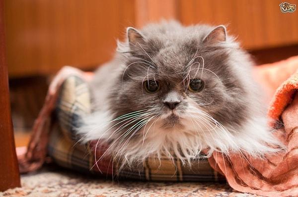 5. Şimdiye kadar en uzun süre yaşamış olan kedi (Creme Puff) 38 yaşında hayatını kaybetmiştir.