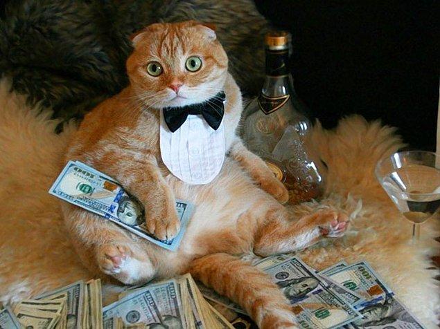 6. Sahibinden miras kalan 12.5 milyon dolara sahip olan kedi, dünyanın en zengin kedisi konumundadır.