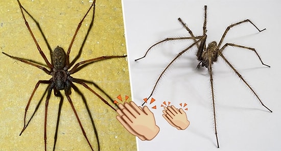 Evinizdeki Örümceklerden Çok Basit Bir Yöntem ile Kurtulabileceğinizi Biliyor muydunuz?