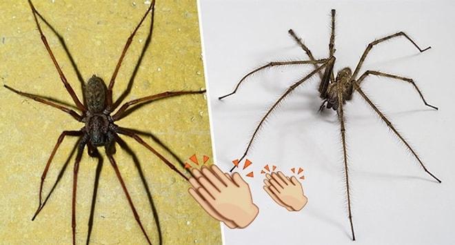 Evinizdeki Örümceklerden Çok Basit Bir Yöntem ile Kurtulabileceğinizi Biliyor muydunuz?