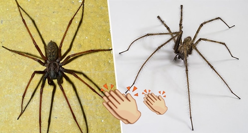 Evinizdeki Örümceklerden Çok Basit Bir Yöntem ile Kurtulabileceğinizi Biliyor muydunuz?