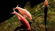 Evrim Tartışmalarıyla İlgili Her Şeyi Altüst Edebilecek Bir Olay: Kör Mağara Balıkları