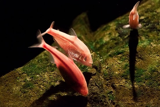 Evrim Tartışmalarıyla İlgili Her Şeyi Altüst Edebilecek Bir Olay: Kör Mağara Balıkları