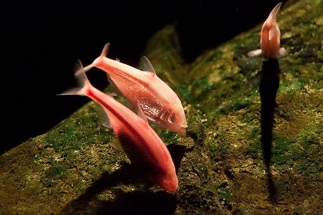 Evrim Tartışmalarıyla İlgili Her Şeyi Altüst Edebilecek Bir Olay: Kör Mağara Balıkları