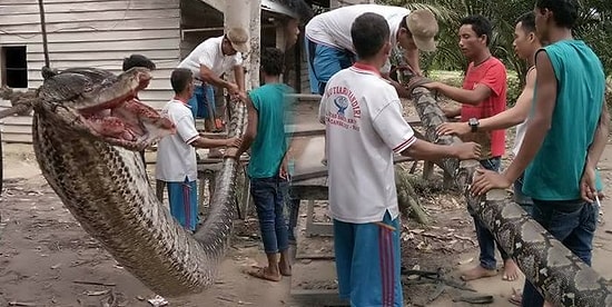 В Индонезии 7-метровый гигантский питон, напавший на человека, сам стал обедом деревенских жителей!