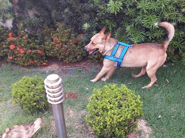 10. «Я хорошенько его помыла. Первую ночь он проспал хорошо. Выглядит он очень счастливым», — рассказывает Марилия.