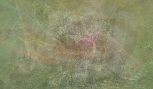 2. Цыпленка или утконоса?