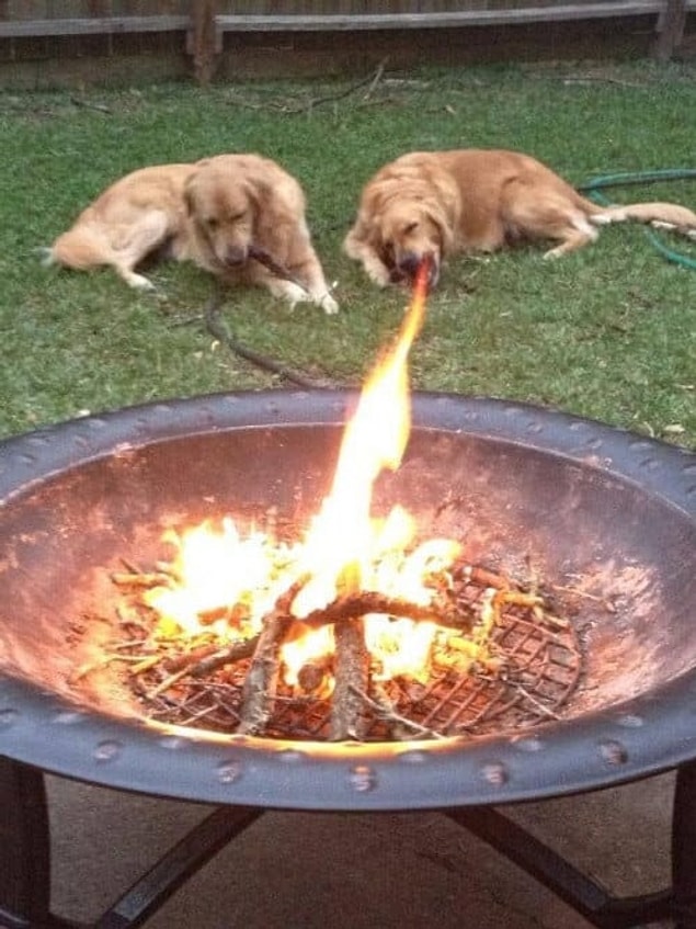 13. Köpek ejderha?