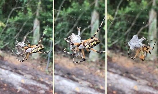 Örümceğin, Ağındaki Kurbağayı Saniyeler İçinde Paket Yapması
