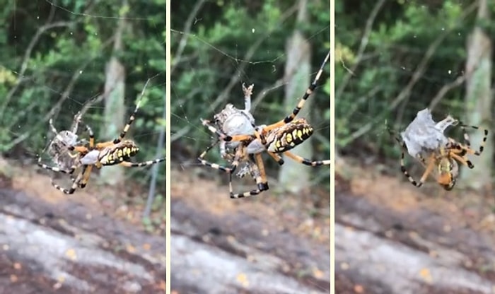 Örümceğin, Ağındaki Kurbağayı Saniyeler İçinde Paket Yapması