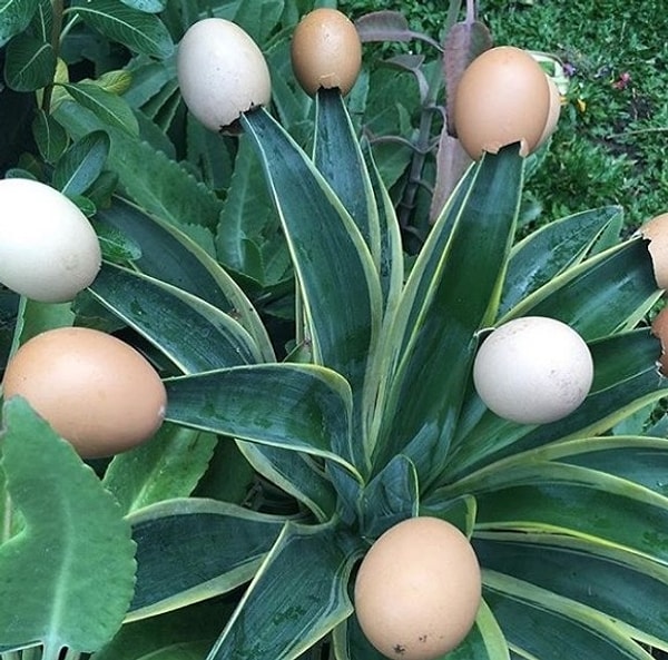 4. Зачем? Я, конечно, слышал, что яичная скорлупа каким-то образом помогает растениям, но ее надо крошить и кидать на почву, не?