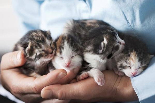 21. Şimdiye kadar en fazla yavrulayan kedinin tek seferde dünyaya getirdiği kedi sayısı 19!