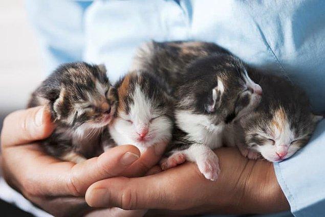 21. Şimdiye kadar en fazla yavrulayan kedinin tek seferde dünyaya getirdiği kedi sayısı 19!