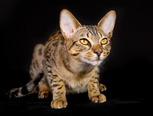 23. Mısır Mausu, bilinen en eski evcil kedi türlerinden birisidir. ''Mau'' Mısır dilinde kedi demektir.