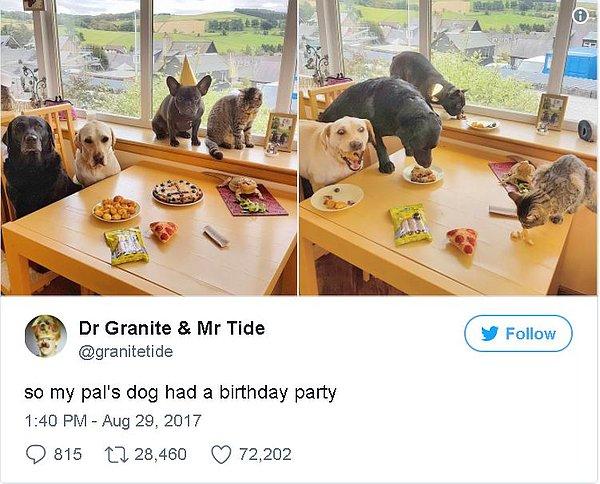 12. "Arkadaşımın köpeğine doğum günü partisi yapmışlar."