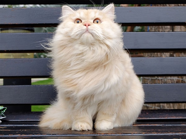 Еще больше фотографий Мипо вы найдете на страничке в Inatagram, посвященной этому меховому шарику 👇