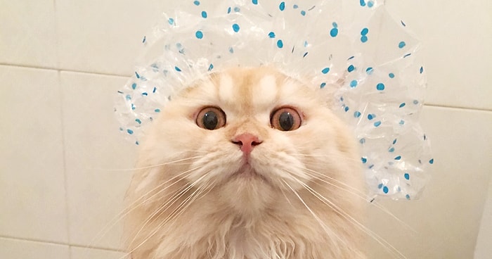 Встречайте новую звезду Instagram: кот Мипо, который обожает принимать душ