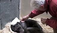 Ölmek Üzere Olan Şempanzenin Eski Dostunu Gördüğünde Yaşadığı Büyük Sevinç