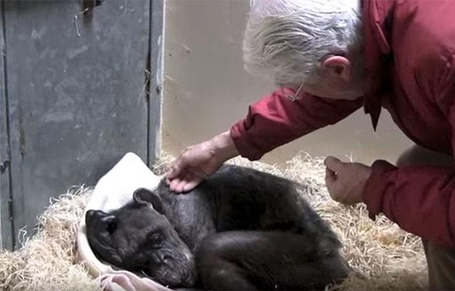 Ölmek Üzere Olan Şempanzenin Eski Dostunu Gördüğünde Yaşadığı Büyük Sevinç