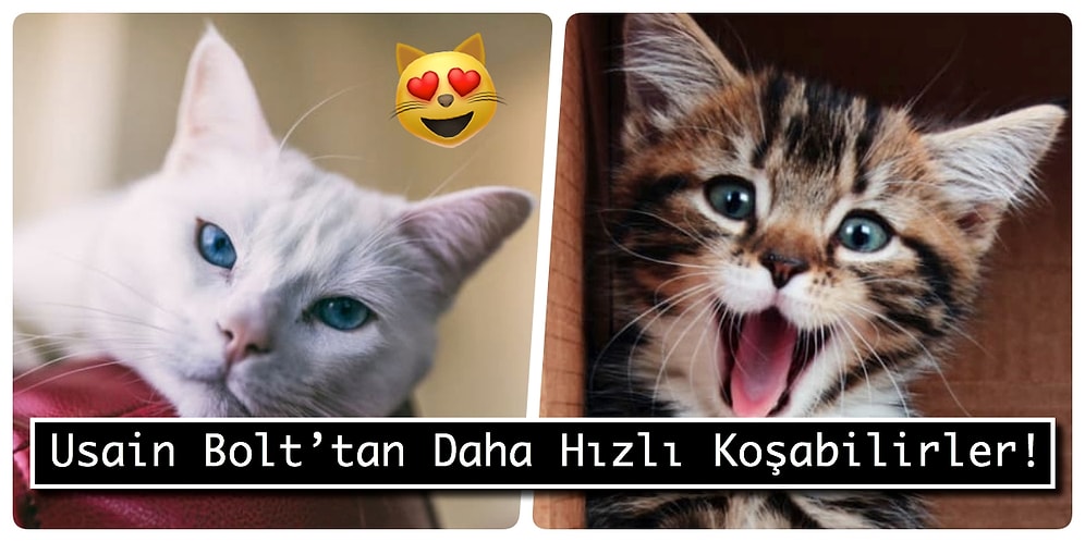 Kedi Aşıkları Buraya! İşte Minnoş Dostlarımızla İlgili Az Bilinen Gerçekler