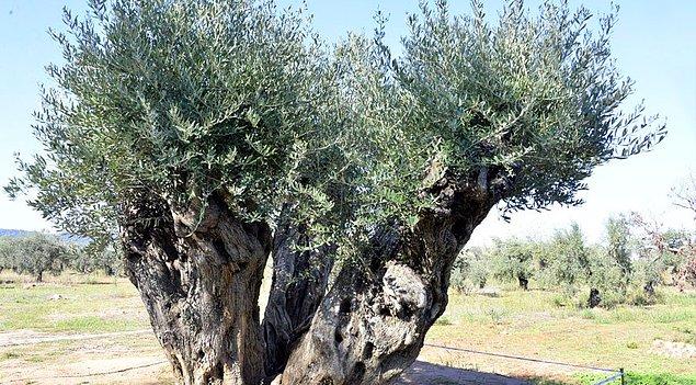 Manisa'da sökülen ağaçlar, odun olarak satılmak istenirken Antalya Ticaret Borsası'nın girişimiyle şehre getirildi ve vakıf zeytinliğine dikildi.