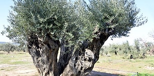 Odun Olarak Satılmak Üzereydiler: 800 ve 1200 Yıllık Ağaçlar İki Yıl Sonra Zeytin Verdi