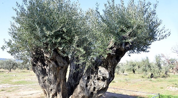 Manisa'da sökülen ağaçlar, odun olarak satılmak istenirken Antalya Ticaret Borsası'nın girişimiyle şehre getirildi ve vakıf zeytinliğine dikildi.