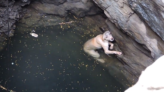 Düştüğü Kuyudan Güzel İnsanlar Tarafından Kurtarılan Köpek