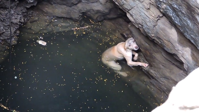 Düştüğü Kuyudan Güzel İnsanlar Tarafından Kurtarılan Köpek