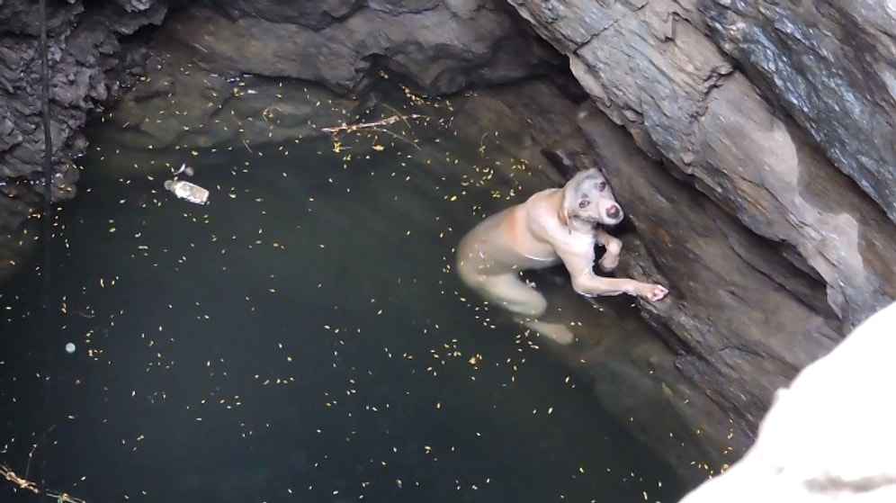 Düştüğü Kuyudan Güzel İnsanlar Tarafından Kurtarılan Köpek